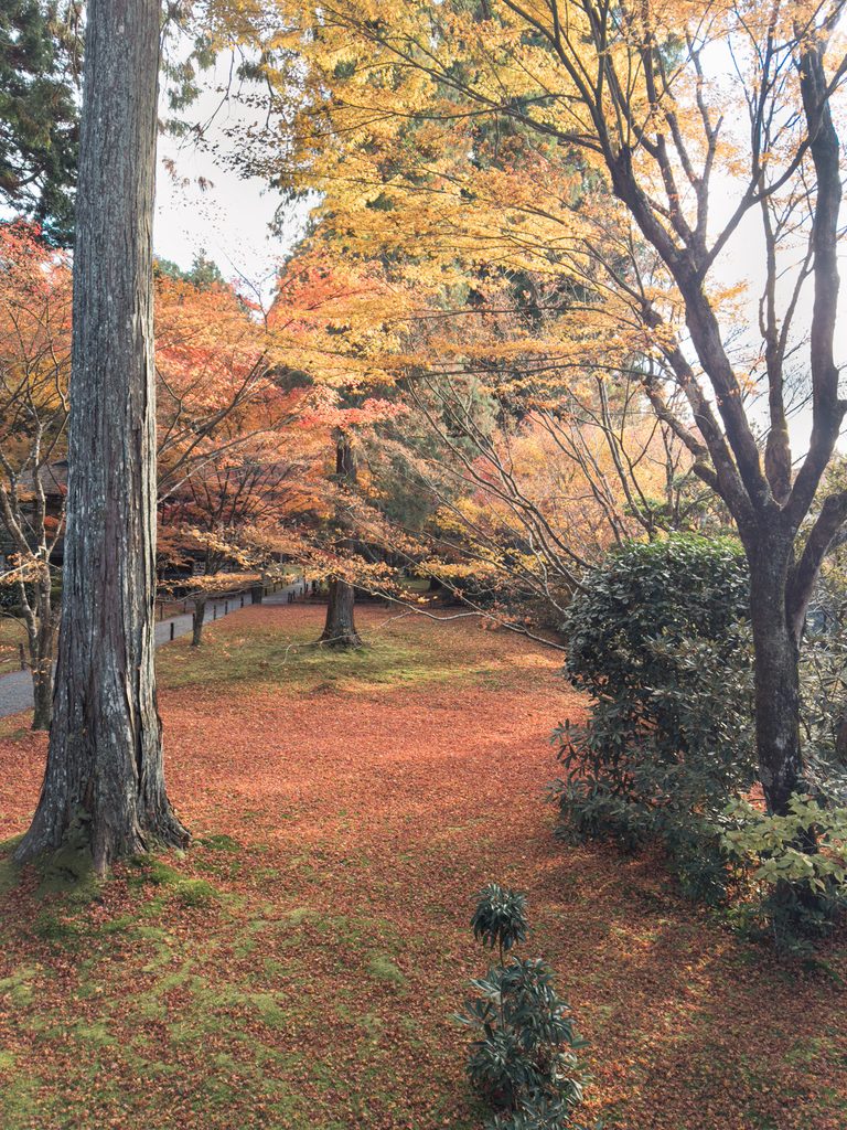 Carpet of fallen maple leaves covering moss beneath tall cedars and yellow maples at Sanzenin Temple in late autumn