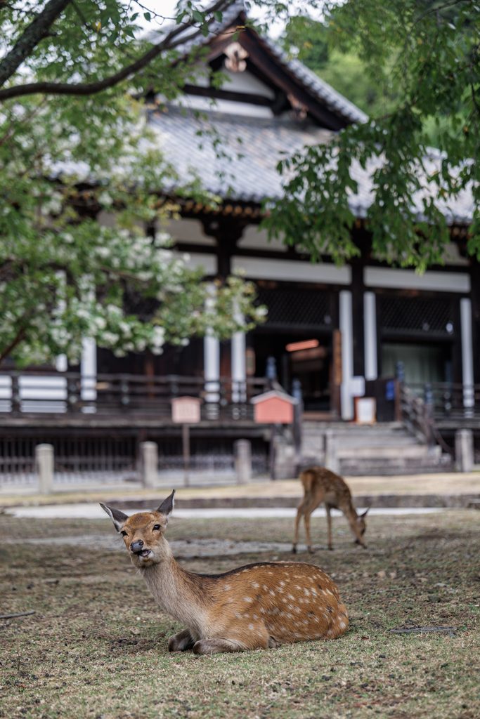 Hokkedo, also called Sangatsudo, at Todaiji with two Nara deer grazing in front of the hall