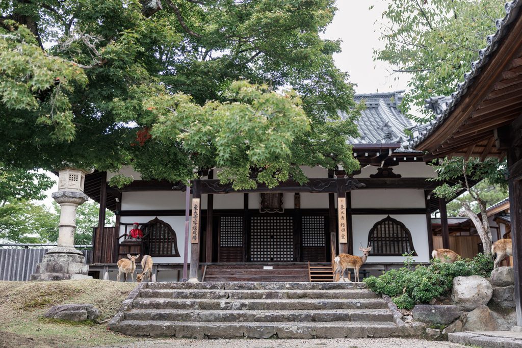 Sashizudo hall at Todaiji beneath a maple tree, with deer standing on the steps and lawn