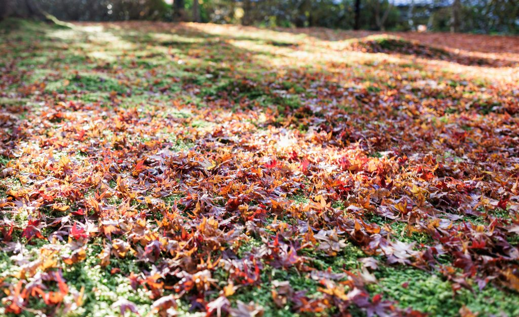 Close-up of fallen red and orange maple leaves scattered across green moss at Sanzenin Temple in autumn