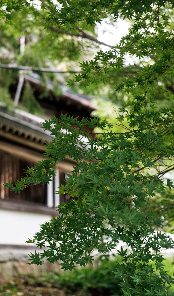 Green maple leaves in front of the hall of Ichitani-Munakata Shrine in Arashiyama, Kyoto